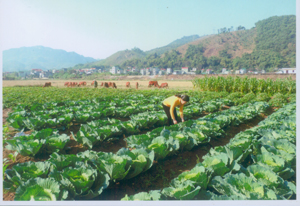 Phụ nữ tổ 13, phường Chăm Mát (TPHB) phát triển trồng rau sạch cung cấp ra thị trường.


